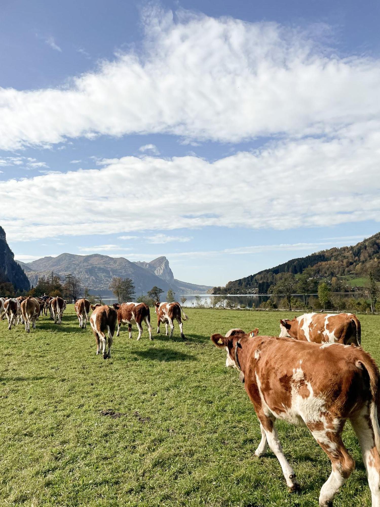 Im Ramsen - Familie Baier Apartment Sankt Wolfgang im Salzkammergut Bagian luar foto